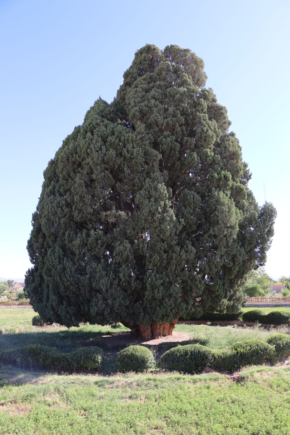 Sarv-i Abarkuh in Abarkuh