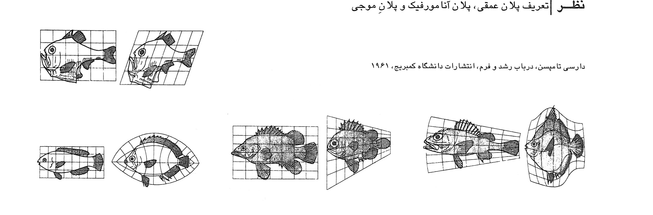 D'Arcy Thompson's Cartesian transformation diagrams showing fish species morphing through grid deformations