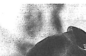 Alvar Aalto Centennial: Humanizing Architecture