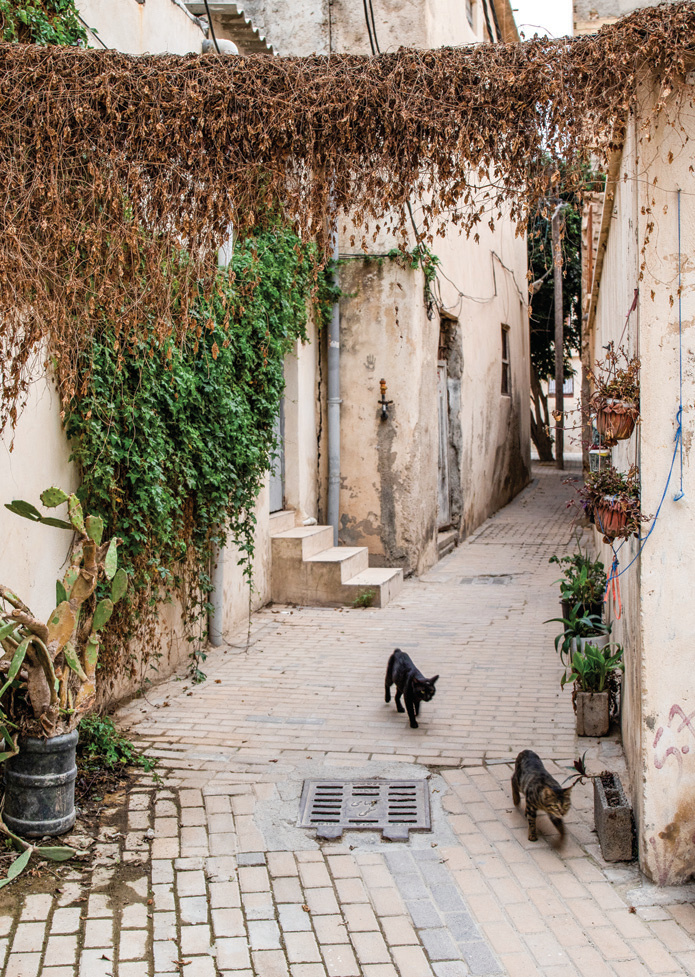 Cats wandering a Bushehr alley beneath a dried vine pergola