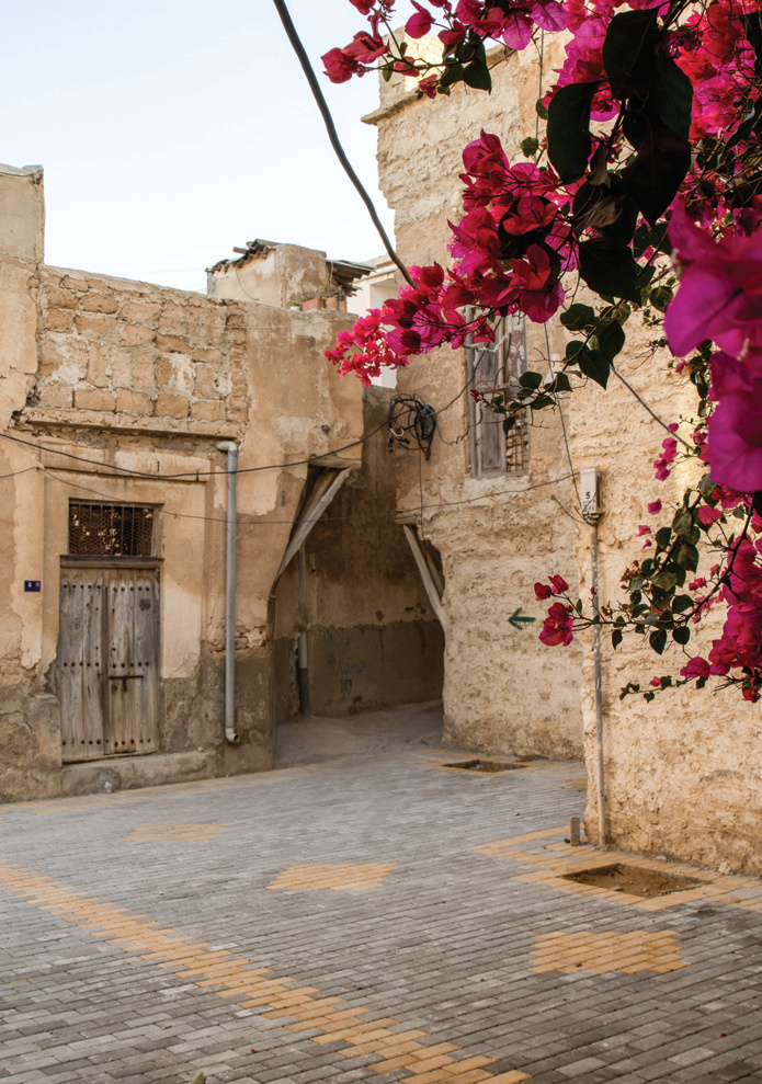 Bougainvillea blooming beside coral stone walls in a Bushehr alley