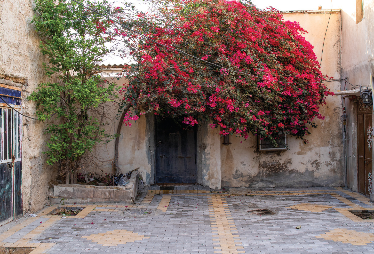 Pink bougainvillea cascading over a doorway in Bushehr