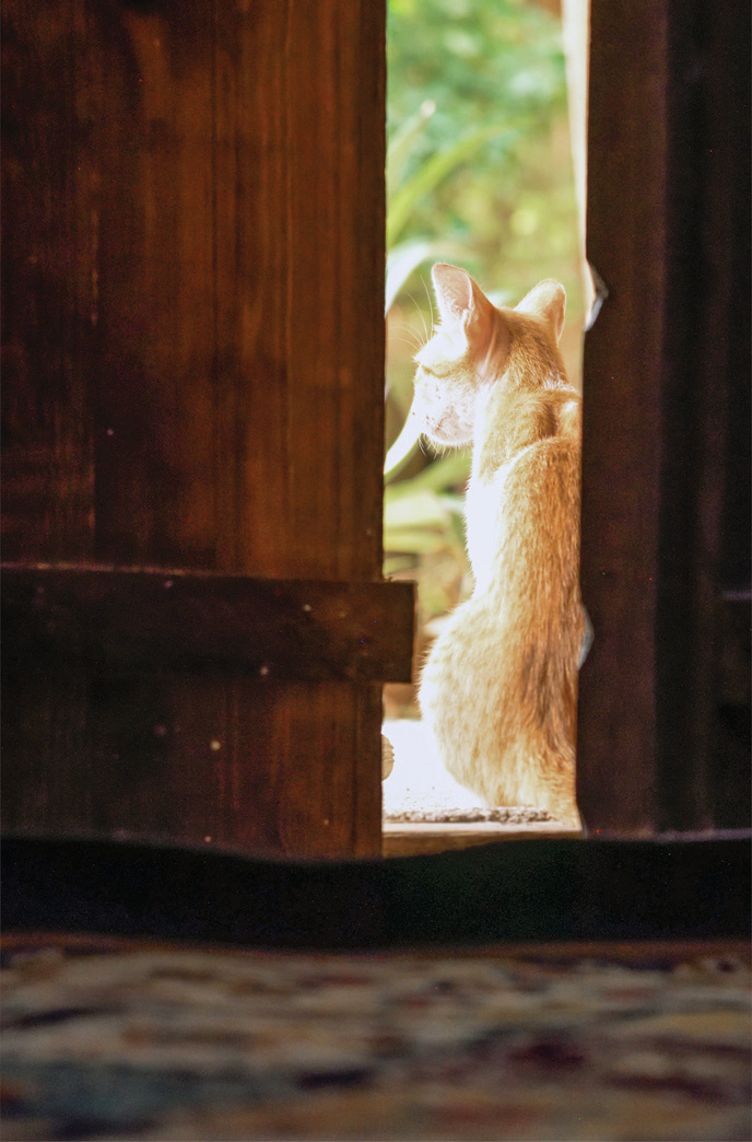 A ginger cat sitting in a wooden doorway, backlit by the courtyard — Captain Nassouri's house in Siraf