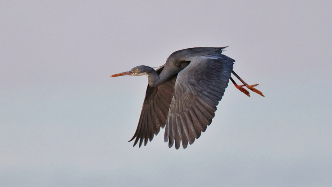 A grey coastal heron in graceful flight against a pale sky