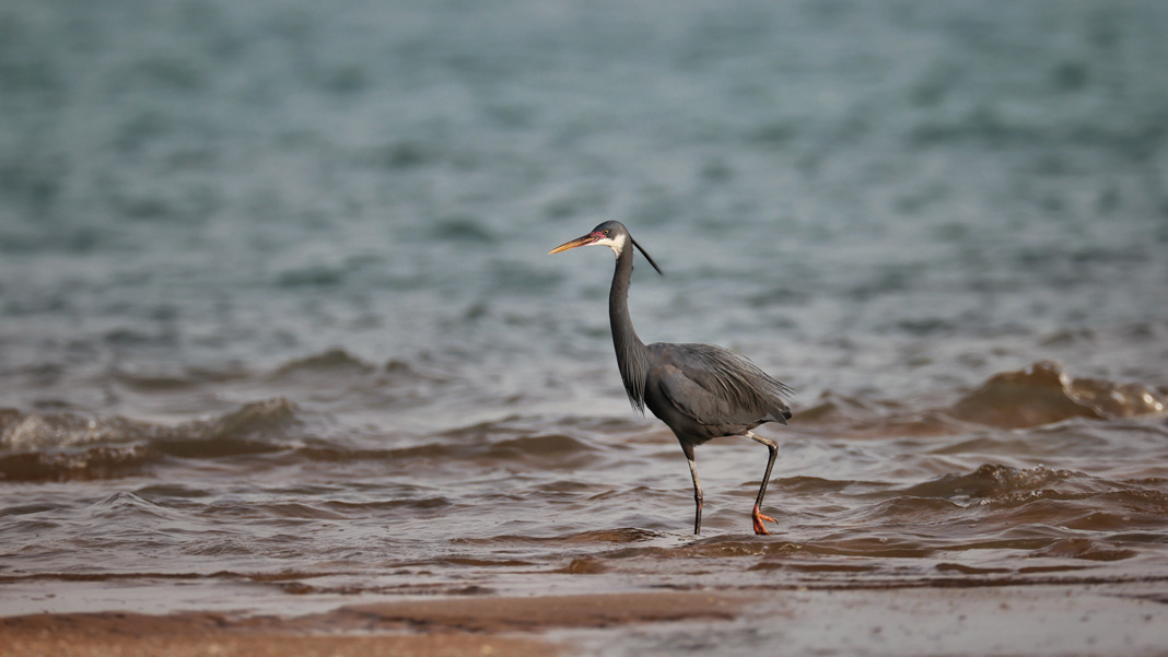 A grey coastal heron wading in the shallow waters near Nakhiloo Island