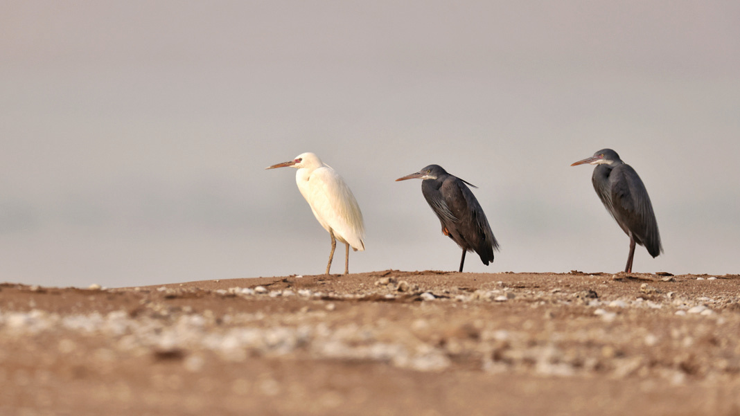 Three coastal herons — one white and two dark — standing on the sandy shore of Nakhiloo Island