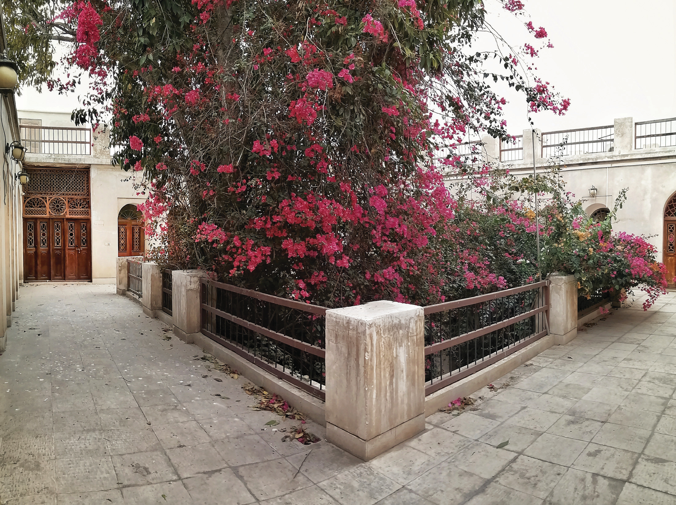 The courtyard with a large bougainvillea bush behind metal railings, with arched wooden doors visible