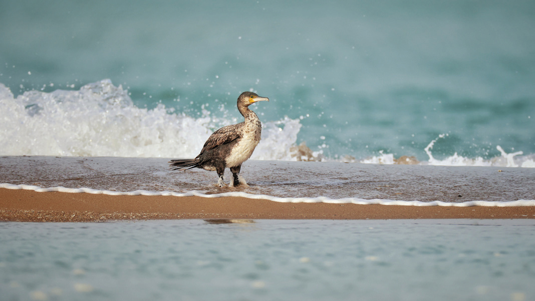 A great cormorant standing on the beach with waves crashing behind it