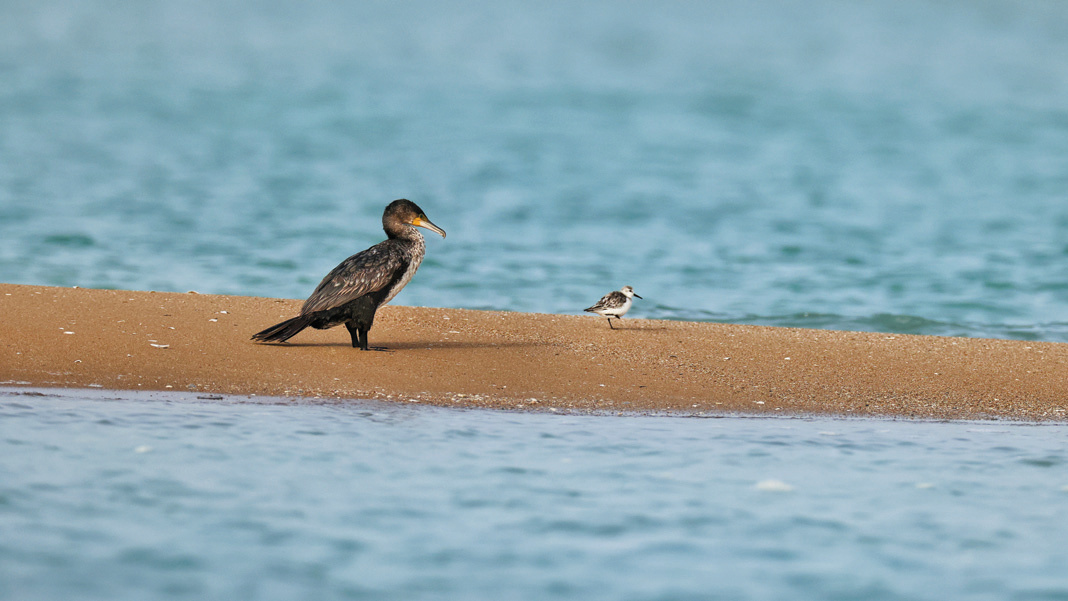 A great cormorant and a small sandpiper on a narrow sandbar surrounded by water