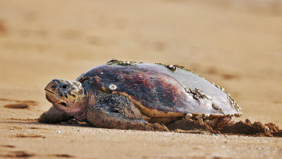 A hawksbill sea turtle resting on the sandy beach of Nakhiloo Island