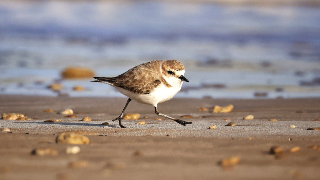 A lesser sand plover running across the beach on Nakhiloo Island