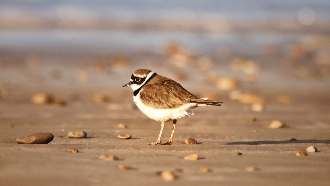 A little ringed plover standing on the beach among small pebbles