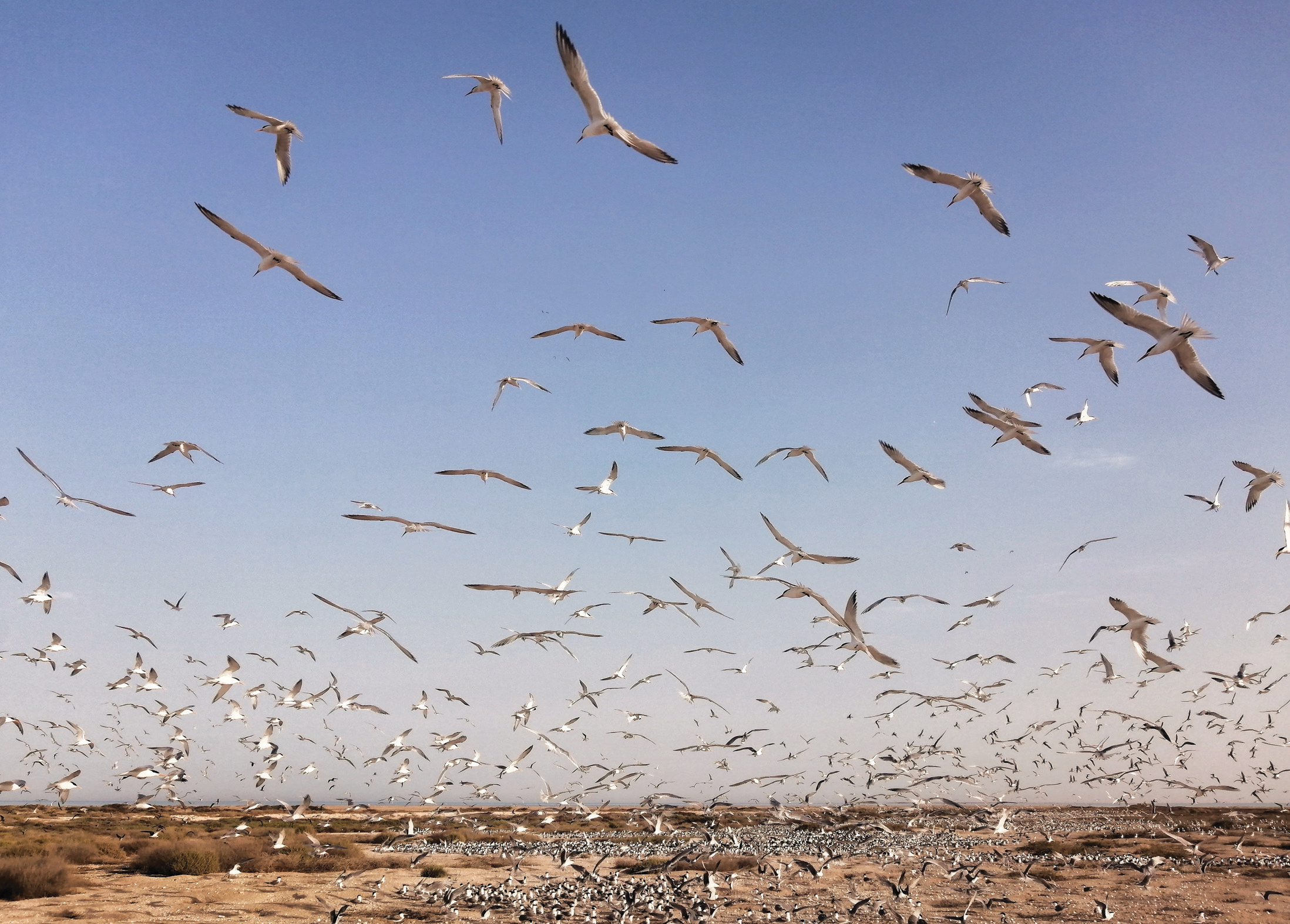 Large flock of seabirds gathered on the sandy shores of Nakhiloo Island