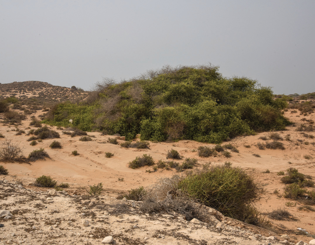 Resilient vegetation in the arid landscape near Nay Band