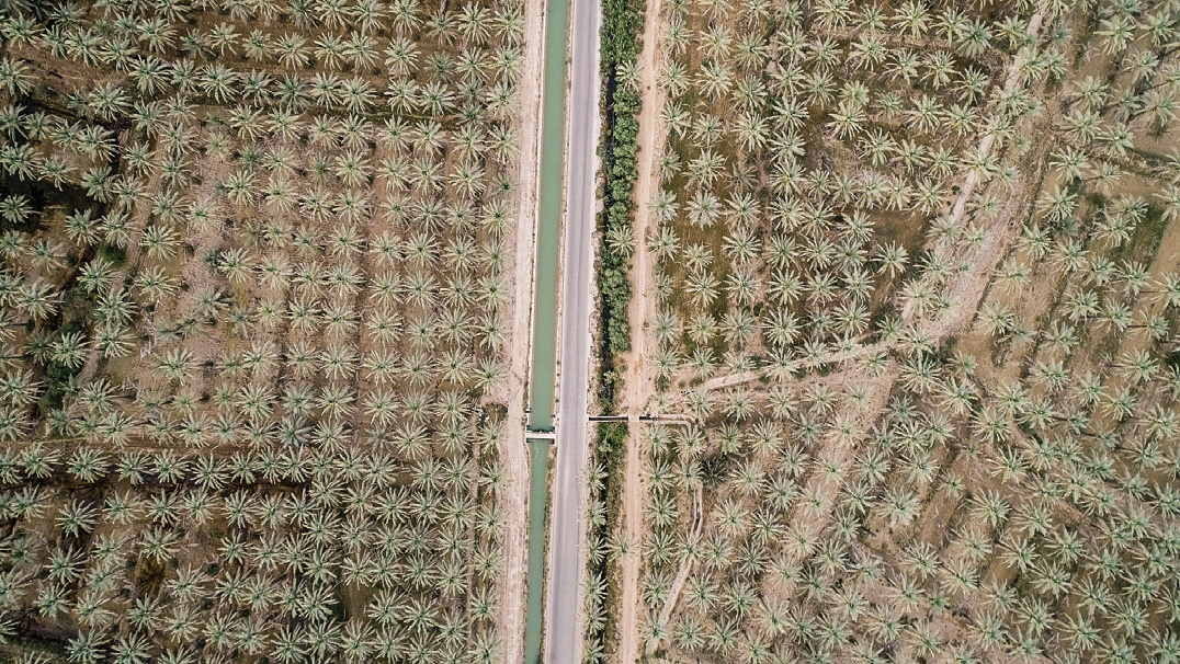 Aerial view of the vast palm groves of Dashtestan