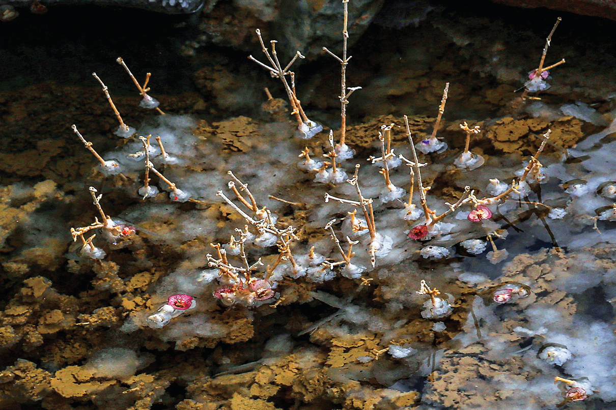 Delicate salt crystals growing on slender branches inside a cave at Jashak Salt Dome
