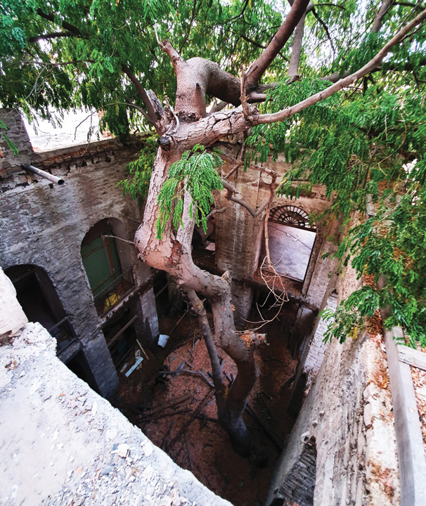 Silk tree growing from the kitchen courtyard, viewed from above