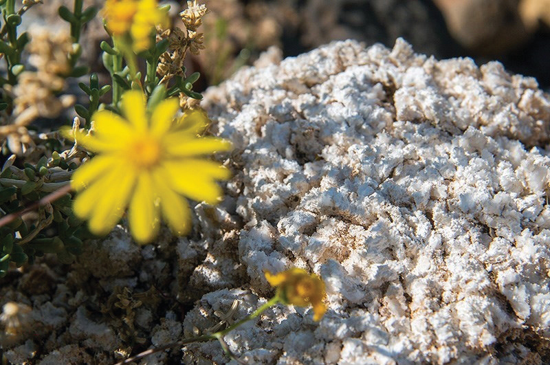 A bright yellow wildflower growing beside a white salt rock formation
