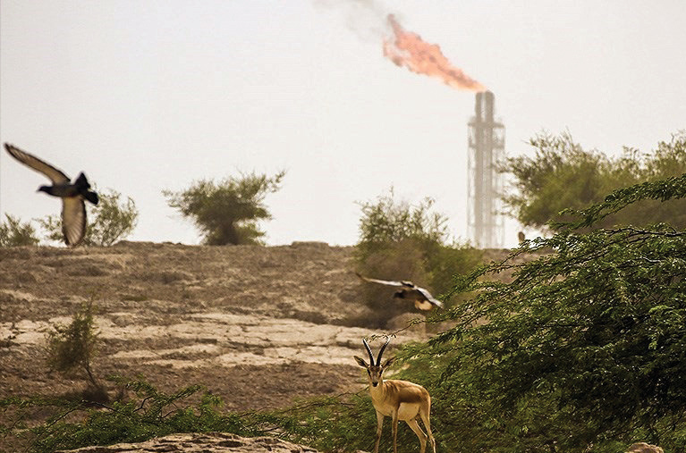 A gazelle and a bird on Khark Island with a gas flare burning in the background, symbolizing the tension between nature and industry