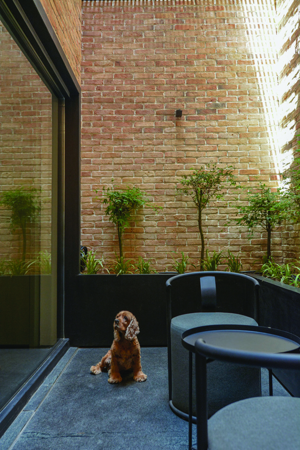 A cocker spaniel dog named Hanna sits in the brick-walled courtyard lightwell, surrounded by green plants and modern furniture