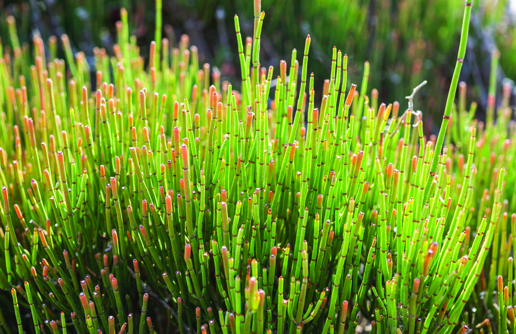 Close-up of the Haoma (Ephedra) plant, showing its bright green jointed stems with reddish tips