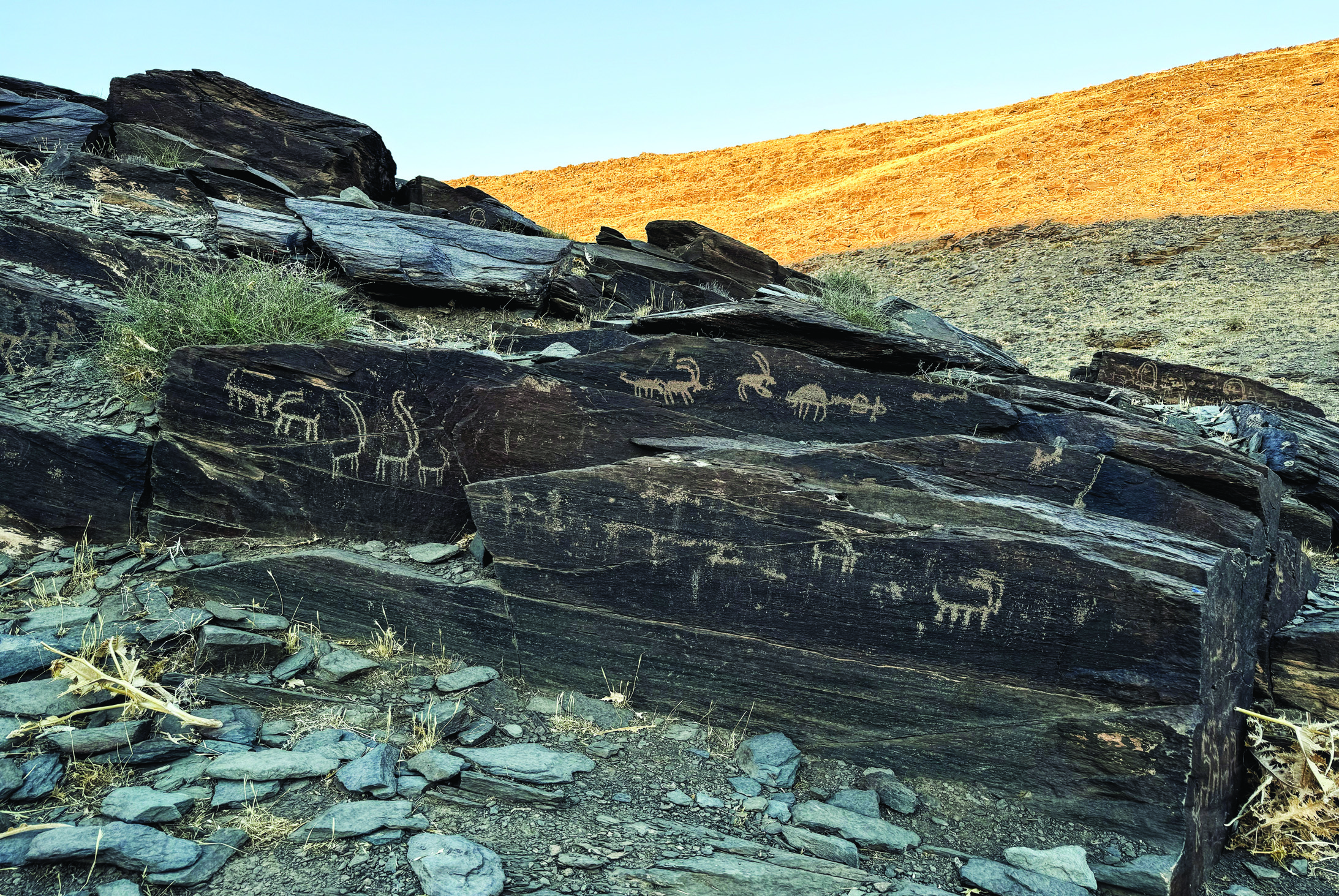 Rock face at Teimareh showing a herd of ibex petroglyphs carved into dark stone, with golden hillside in background