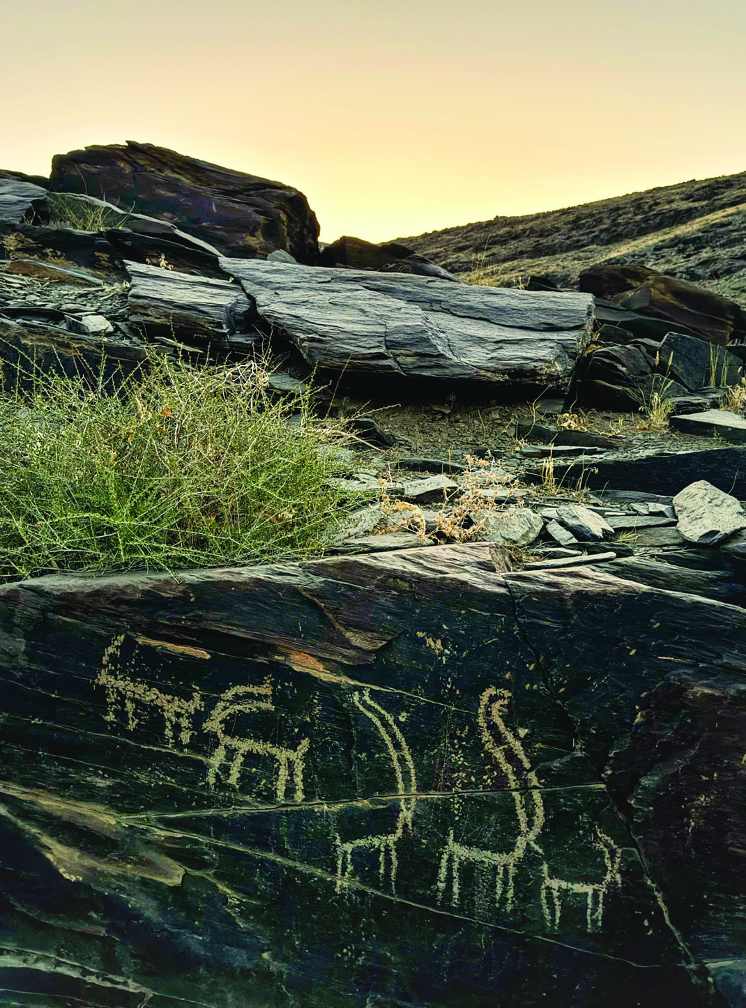 Teimareh petroglyph of ibex with dramatically enlarged, sweeping horns carved into dark rock at sunset