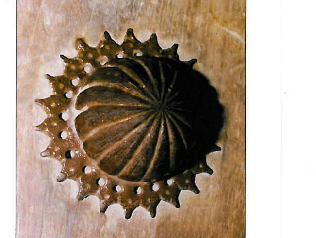 Gol-mikh — the studs
