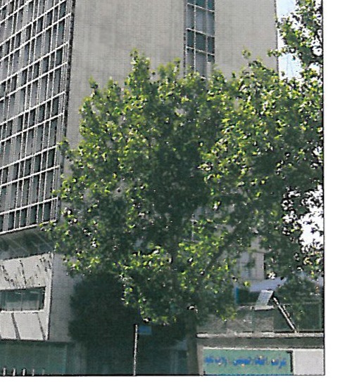 برادران کامپانا، طراحی برزیلی، ظرفیتهای بومی طراحی و جهانی شدن