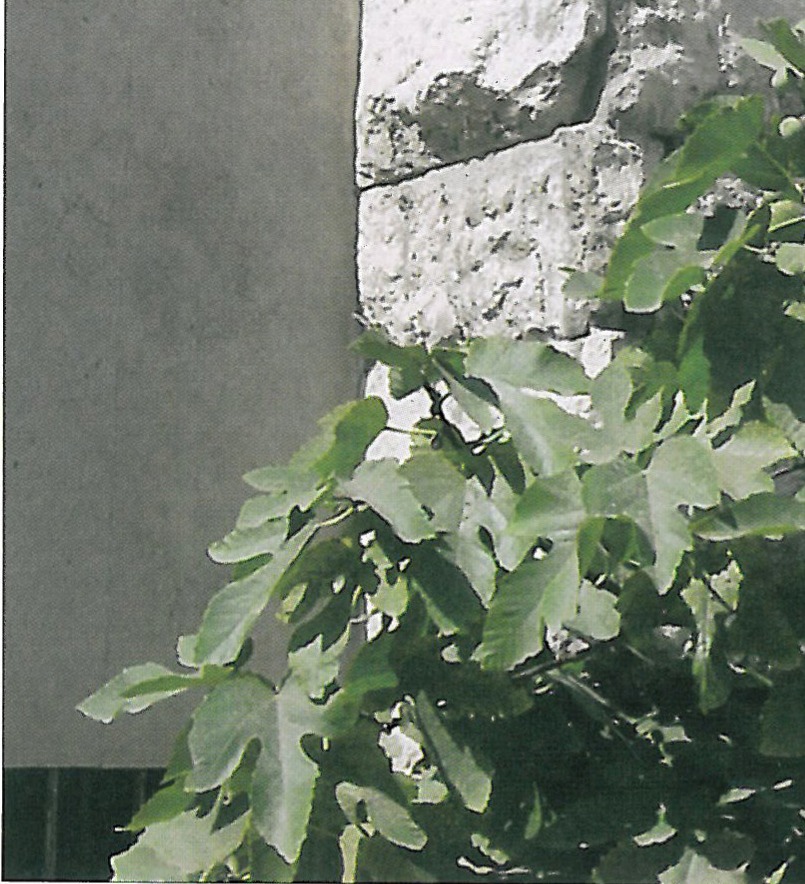 دنیای شیشه‌ای ونینی