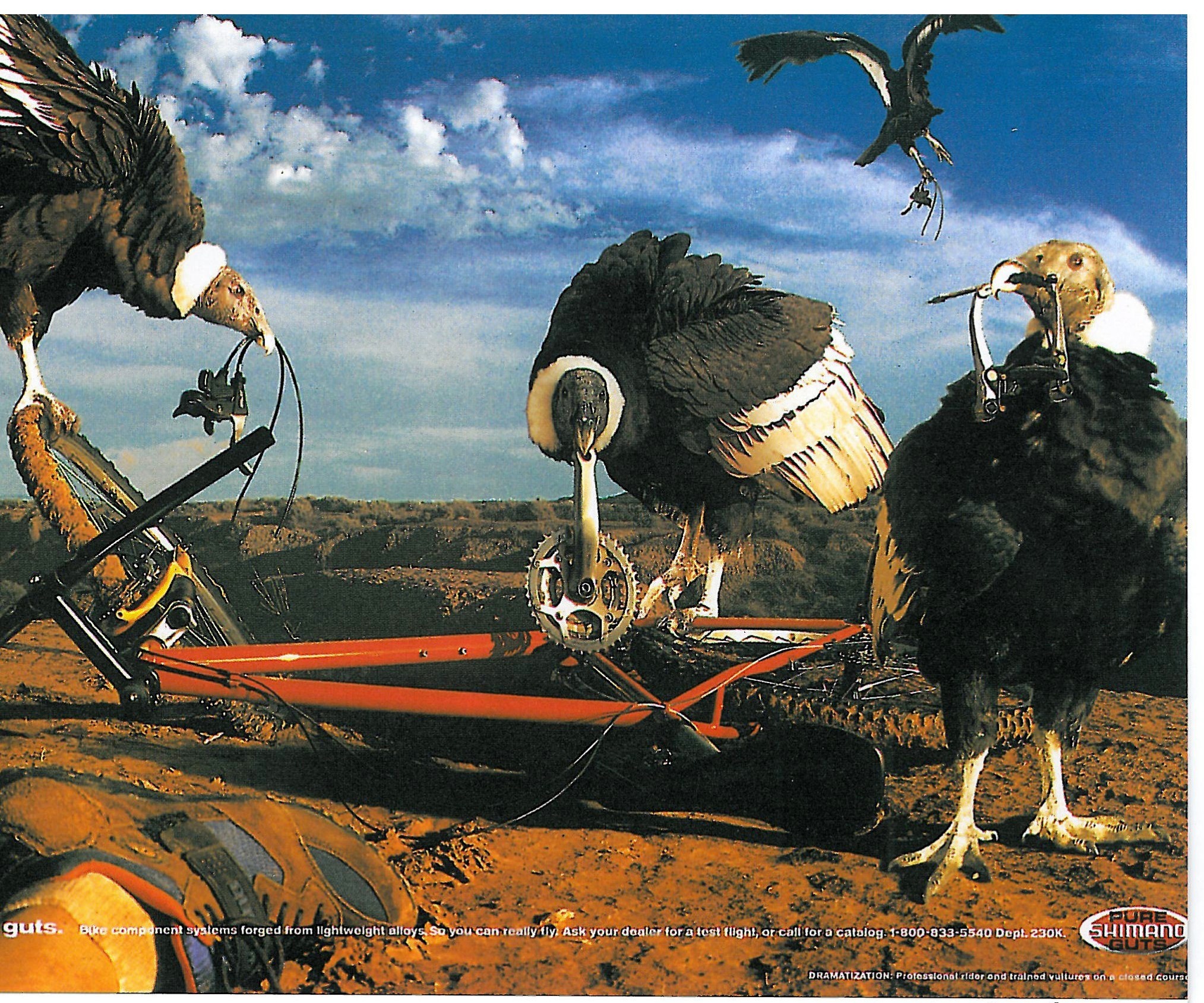 Bicycle advertisement: vultures perched over a lightweight-alloy bike — 'Impress the locals with your guts'
