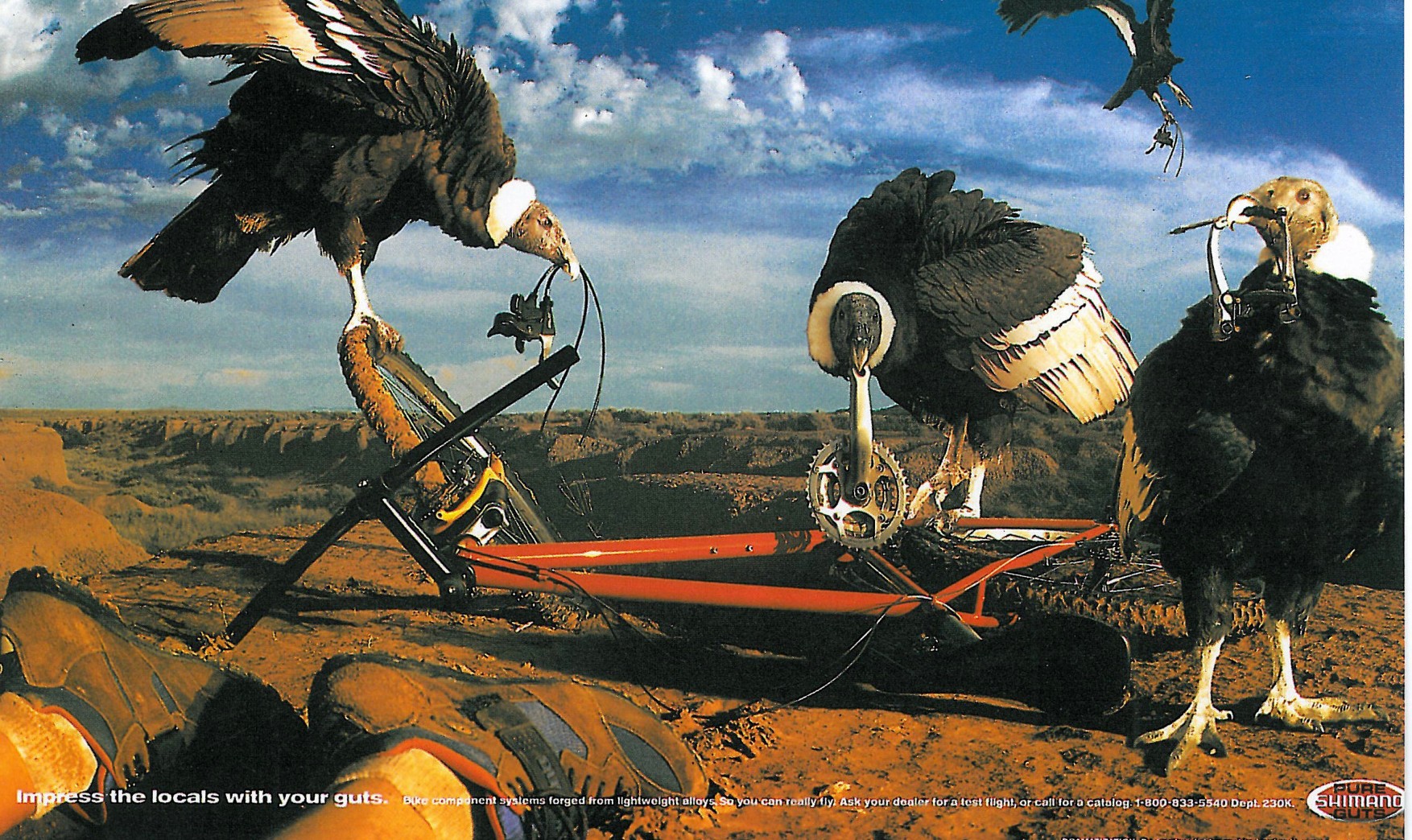 Bicycle advertisement