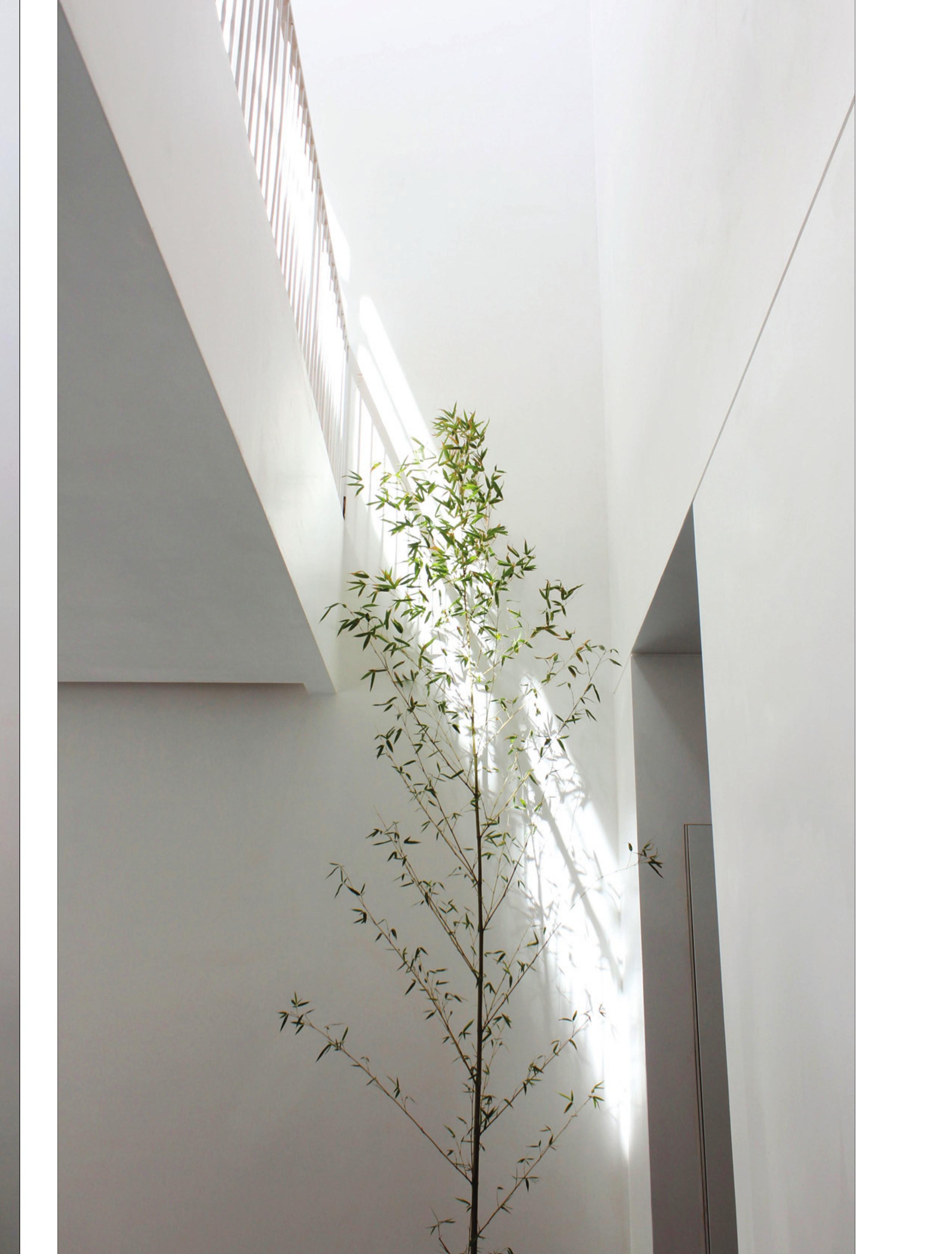 Tree growing in the central void — the project's vertical green core.
