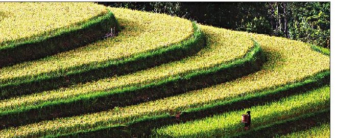 Stepped rice terraces following topographic curves
