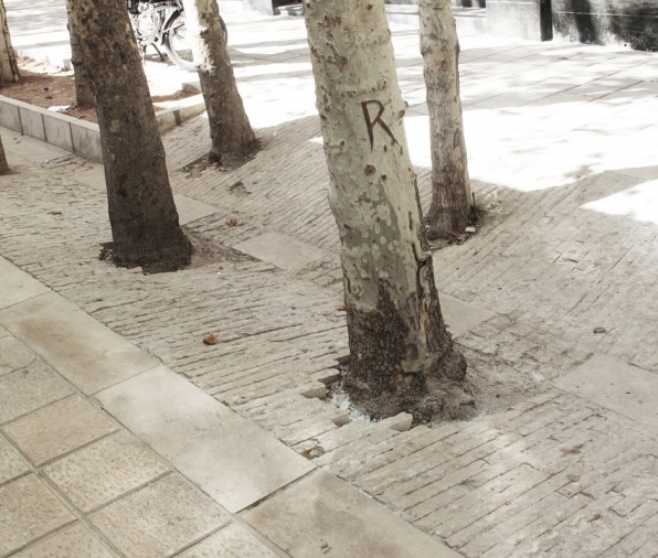 Close-up of brick paving and tree roots at the edge of the water channel